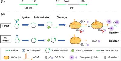 An ultra-sensitive suboptimal protospacer adjacent motif enhanced rolling circle amplification assay based on CRISPR/Cas12a for detection of miR-183